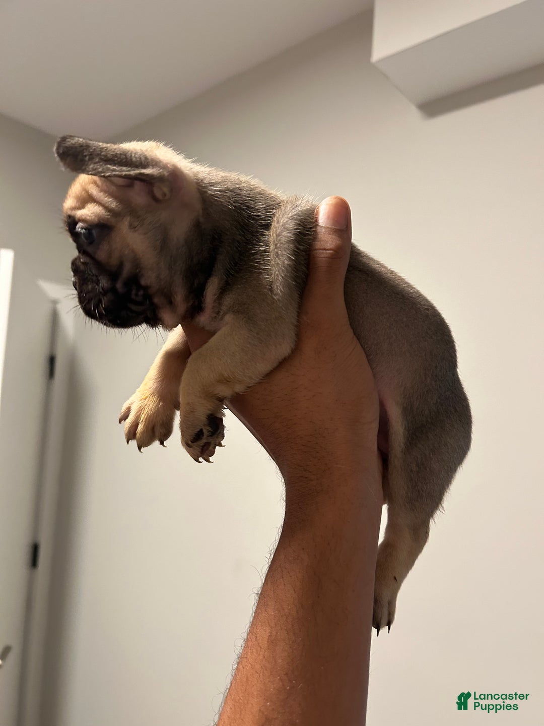 French Bulldog dogs for sale: Lola - Ad 3