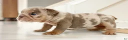 English Bulldog dogs for sale: ENID - Ad 14