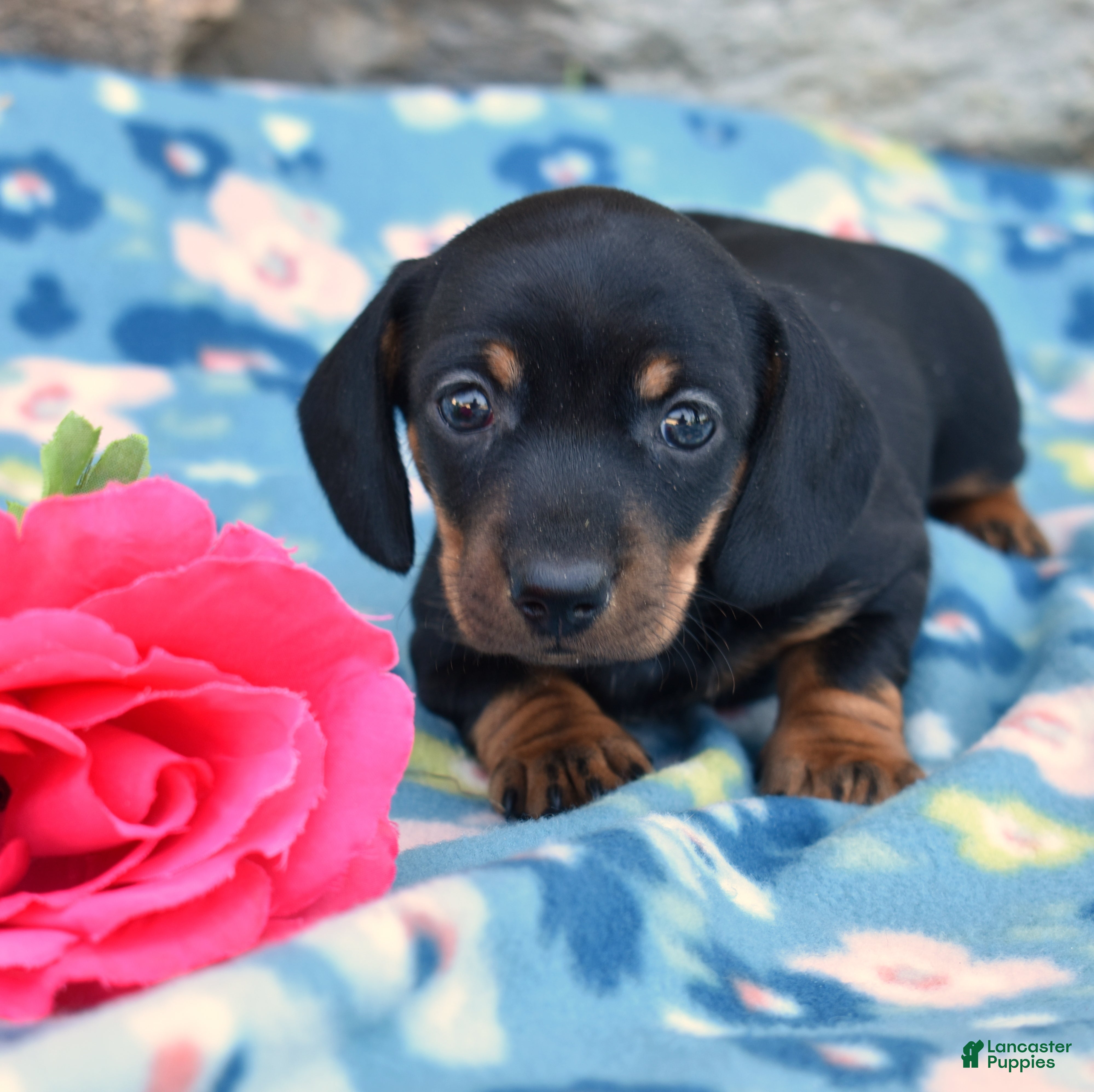 Miniature Dachshund dogs Luna - Ad 1