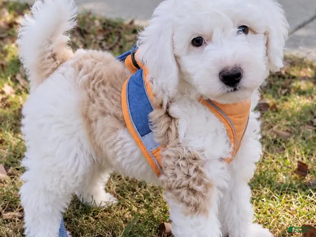 Aussiedoodle dogs for sale: Aussiedoodle 1 - Ad 1
