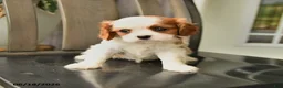 Cavalier King Charles Spaniel dogs for sale: Skyler - Ad 5