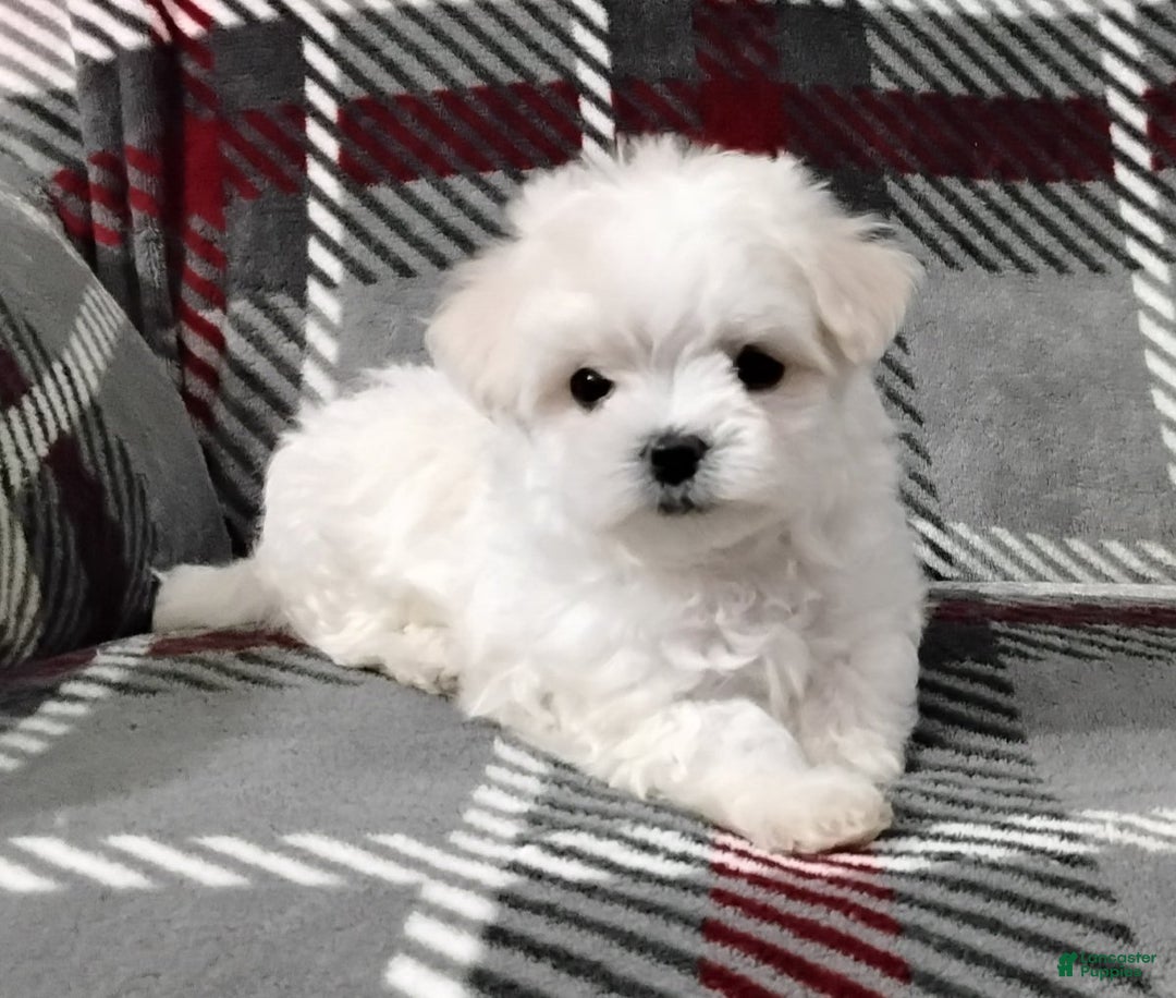 Maltese dogs for sale: Dana - Ad 5