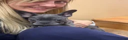 French Bulldog dogs for sale: French Bulldog 1 - Ad 7