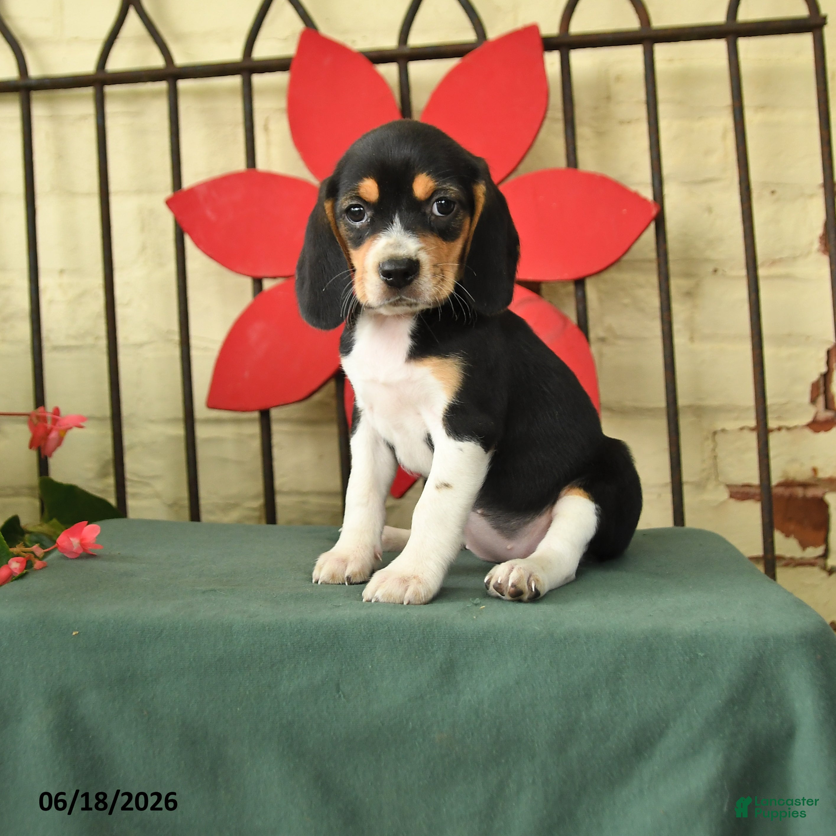 Beagle dogs Sparky - Ad 1