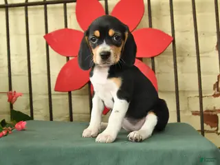 Beagle dogs for sale: Sparky - Ad 2