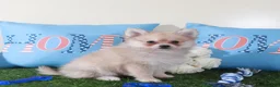 Pomeranian dogs for sale: Drakar Gorgeous Little ACA Pomeranian Puppy - Ad 3