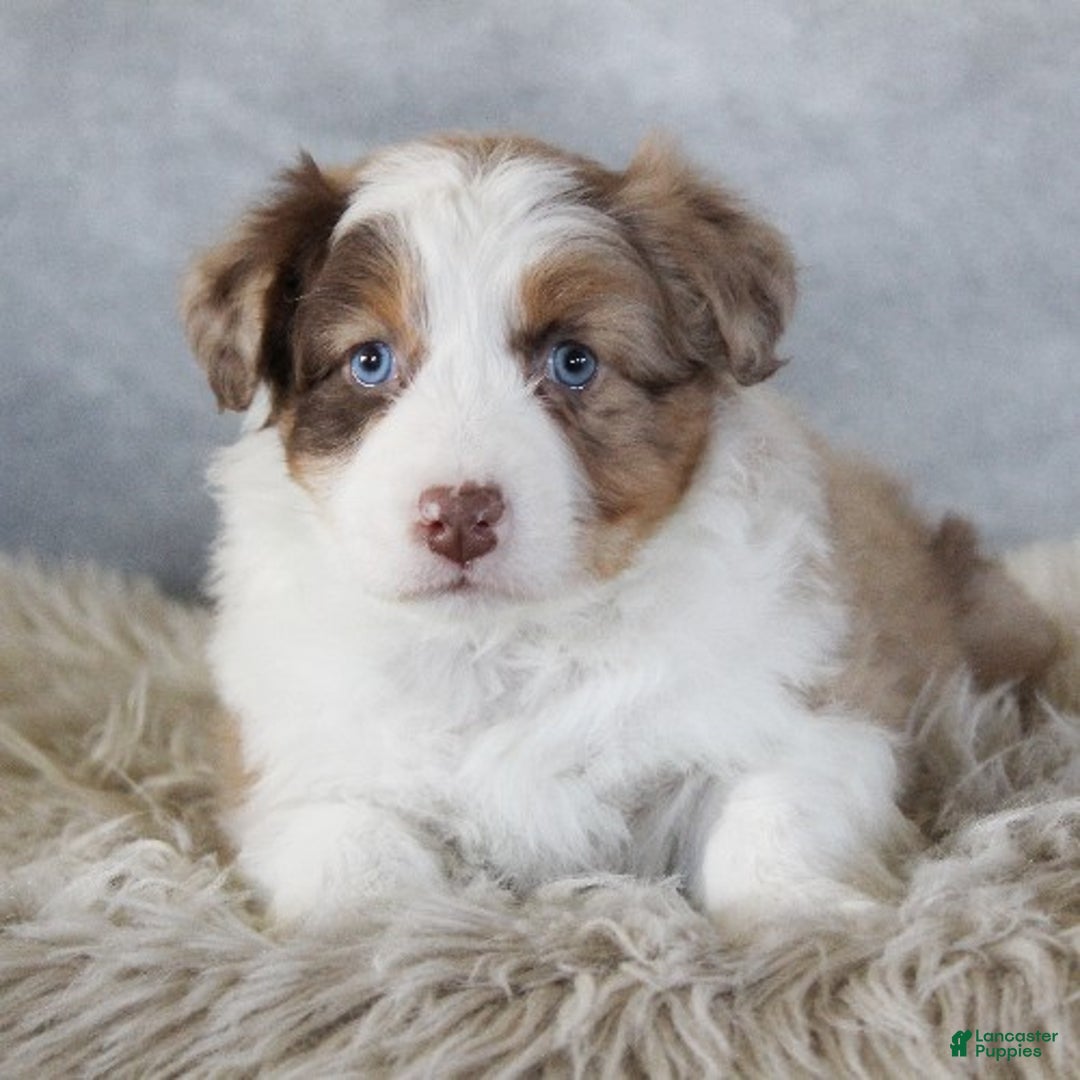 Australian Shepherd dogs for sale: Caty - Ad 1
