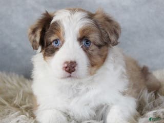 Australian Shepherd dogs Caty - Ad 25