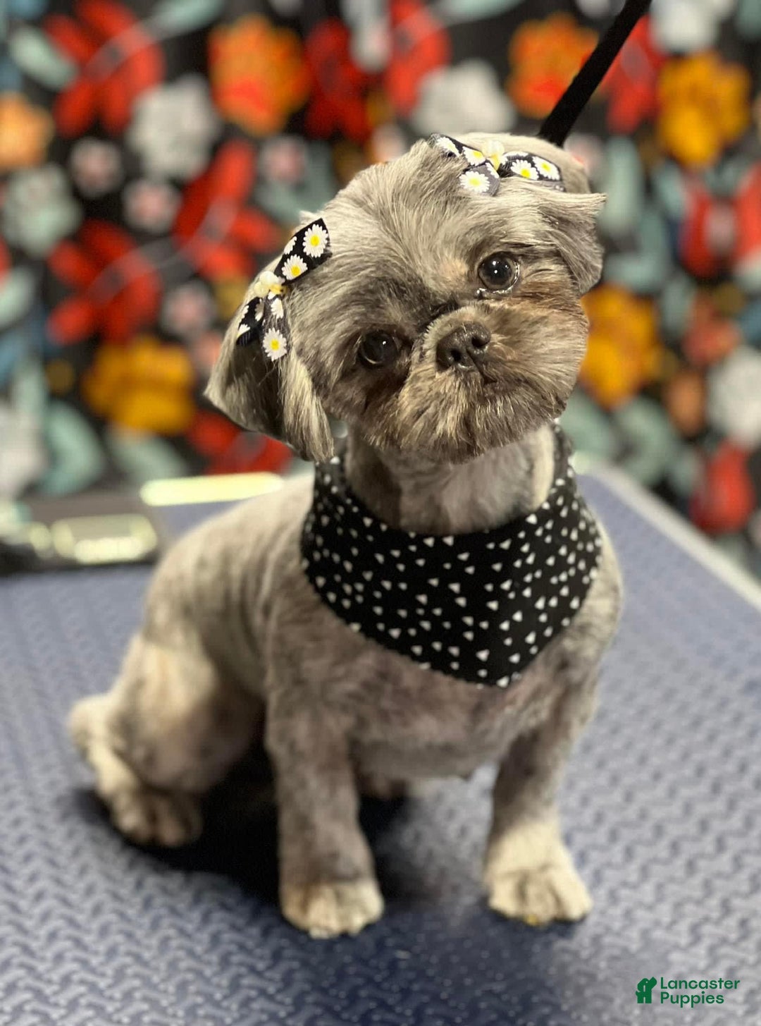 Gallery Image {{count}}