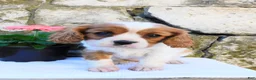 Cavalier King Charles Spaniel dogs for sale: Misty - Ad 1