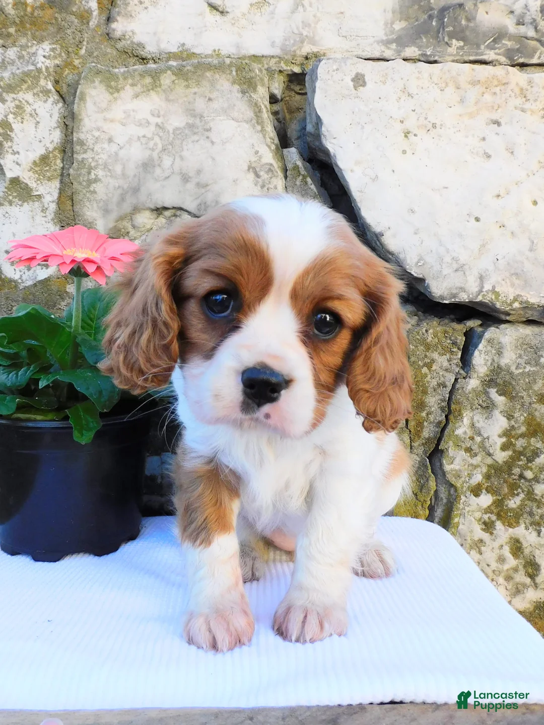 Cavalier King Charles Spaniel dogs for sale: Misty - Ad 1