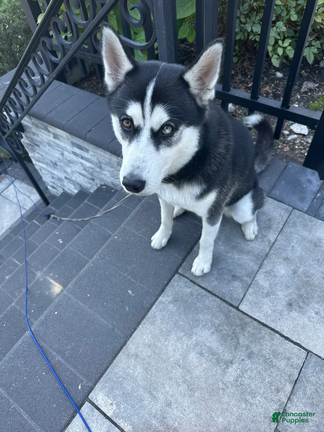 Siberian Husky dogs for sale: Jazz  - Ad 2