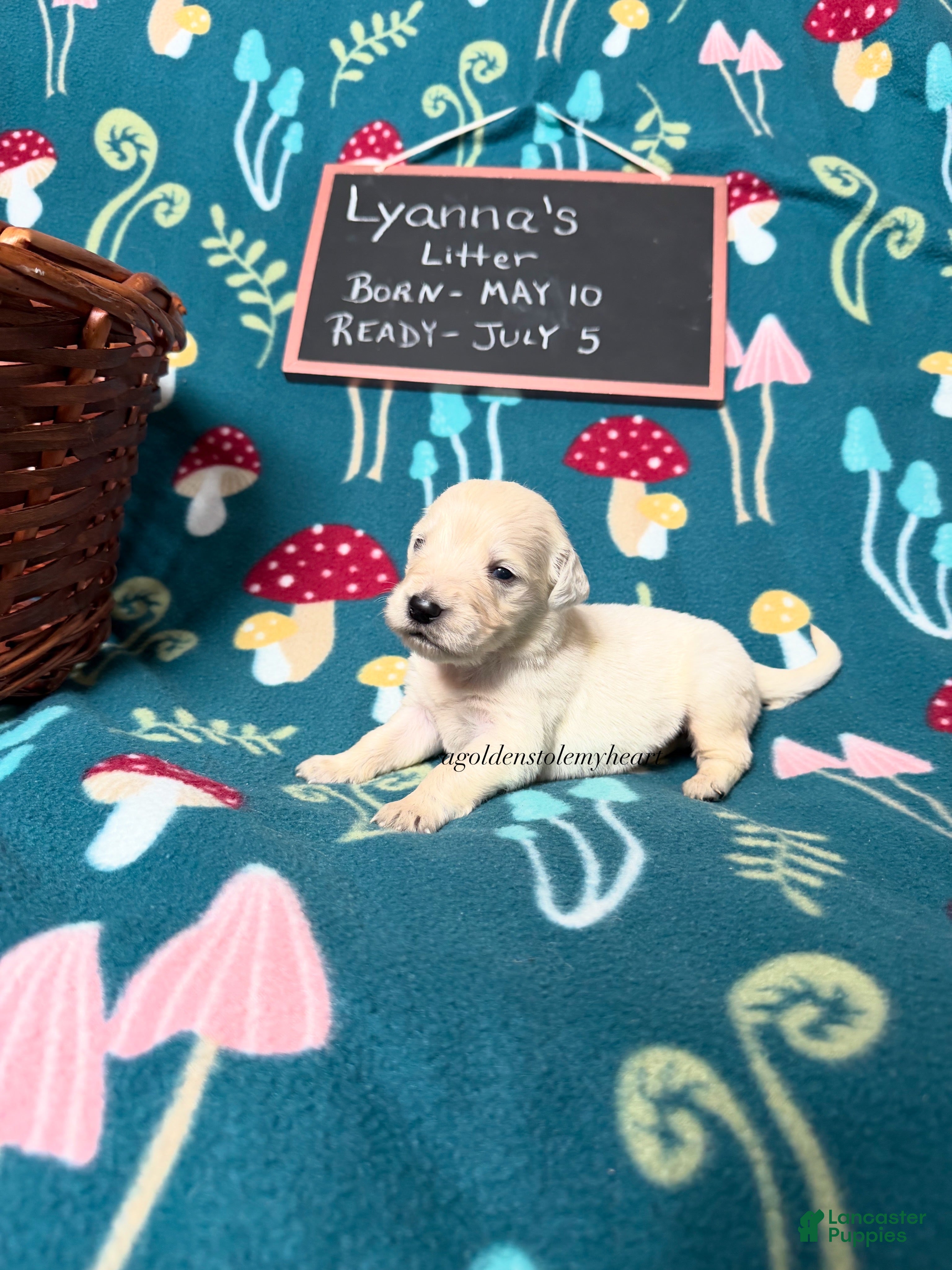 Golden Retriever dogs Mya - Ad 2