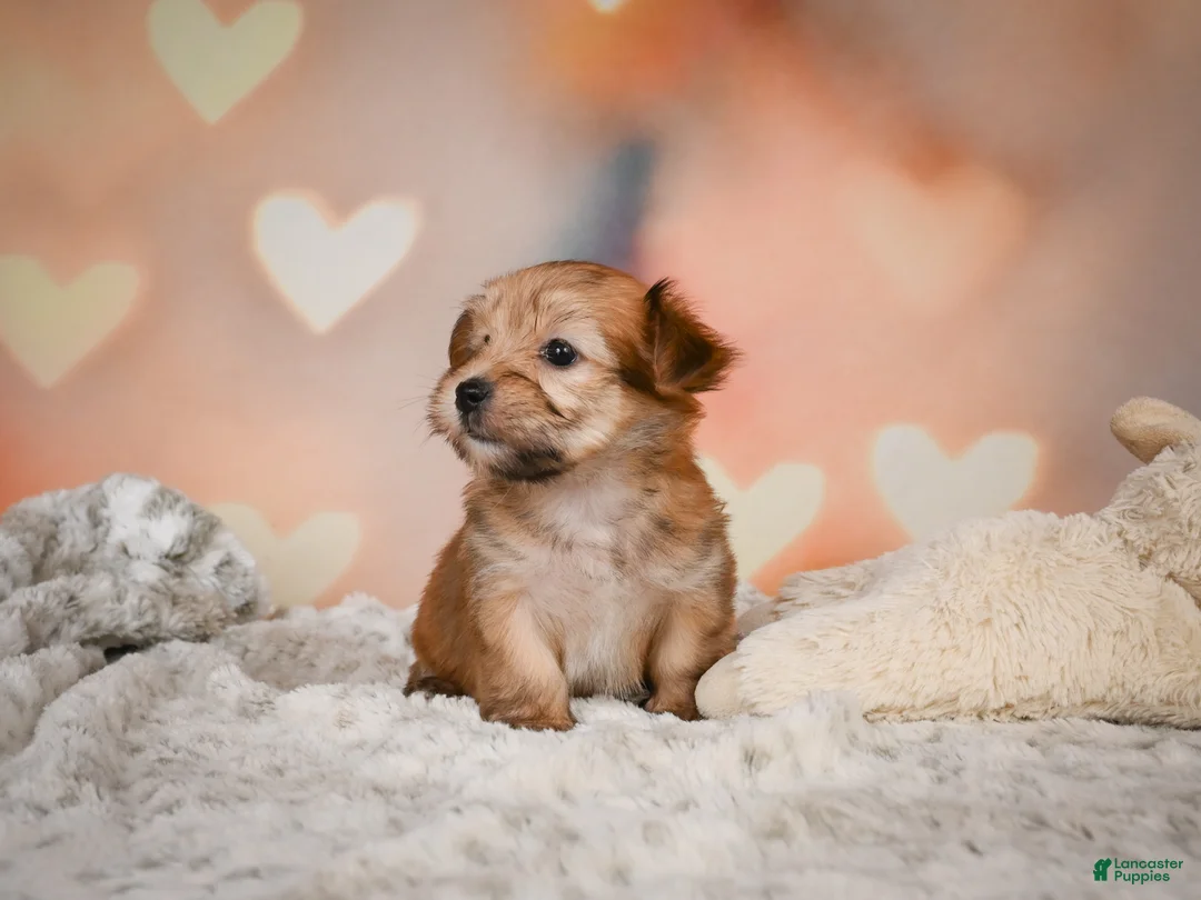 Morkie dogs for sale: Tilly - Ad 9