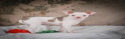 Chihuahua dogs for sale: Marie - Ad 6