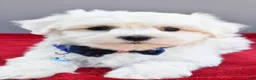 Maltese dogs for sale: Domino - Ad 5