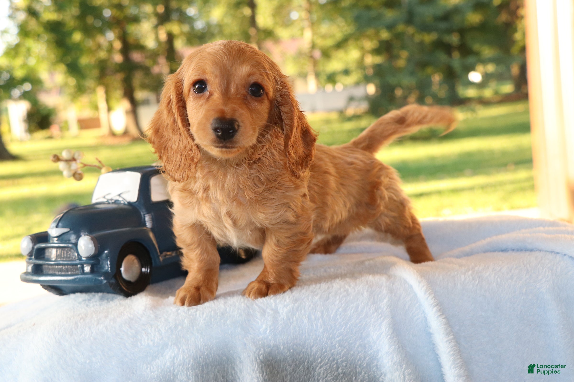 Dachshund dogs Carmen  - Ad 2