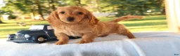 Dachshund dogs for sale: Carmen  - Ad 2
