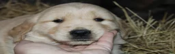 Golden Retriever dogs for sale: Gabby - Ad 8