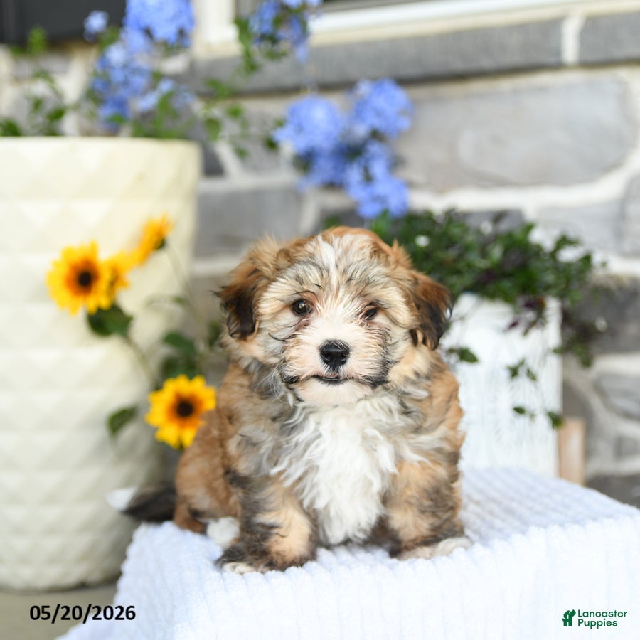Havanese dogs Darlan - Ad 1