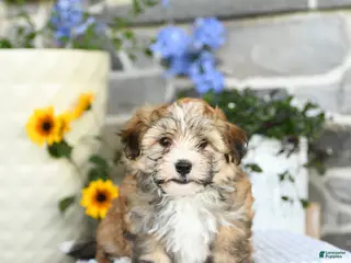 Havanese dogs for sale: Darlan - Ad 2