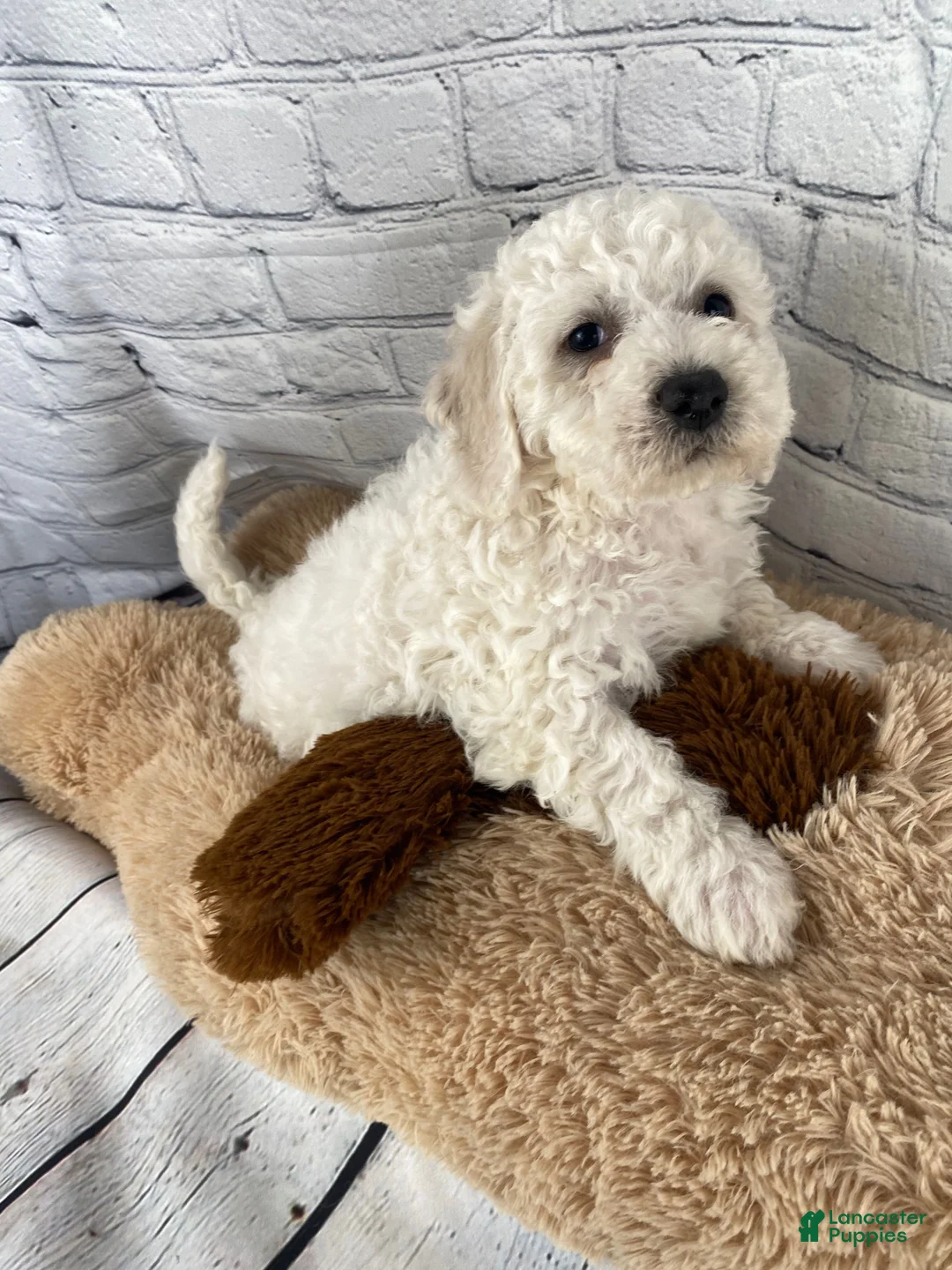 Bichon Frise dogs for sale: Stella - Ad 3