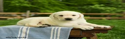 Labrador Retriever dogs for sale: Shamus - Ad 4