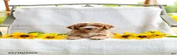Mini Goldendoodle dogs for sale: Jessie - Ad 6