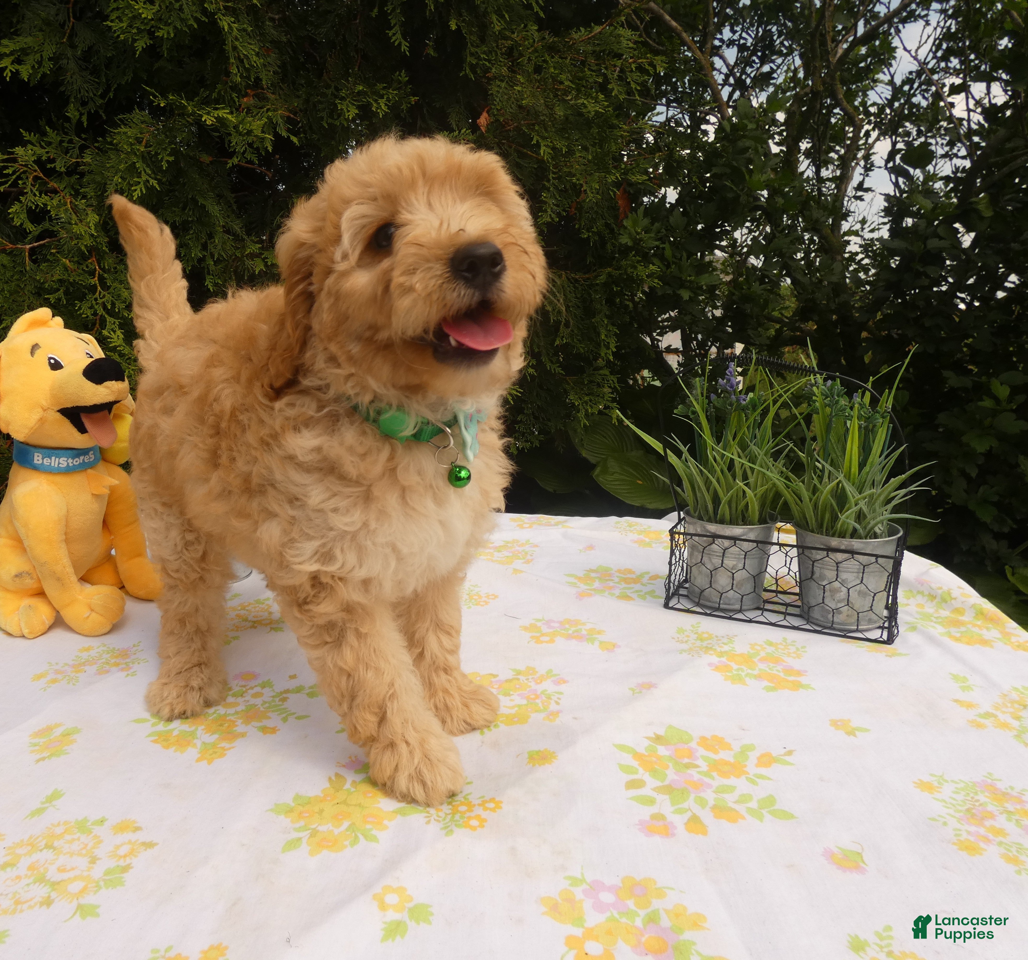 Mini Goldendoodle dogs for sale: Goldendoodle 5 Lanny - Ad 1