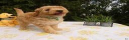 Mini Goldendoodle dogs for sale: Goldendoodle 5 Lanny - Ad 1