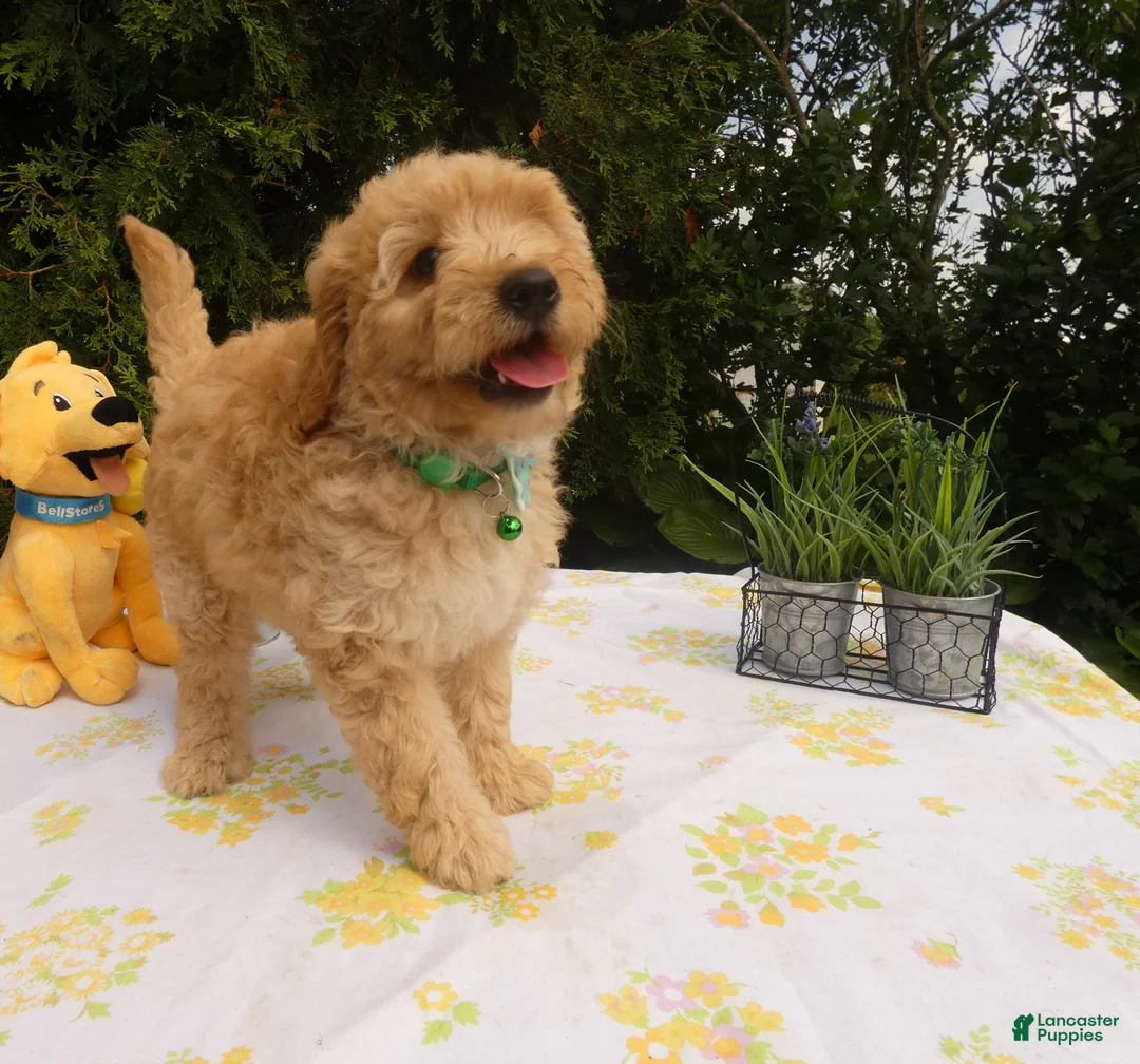 Mini Goldendoodle dogs for sale: Goldendoodle 5 Lanny - Ad 1