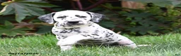 Dalmatian dogs for sale: Lacey - Ad 1