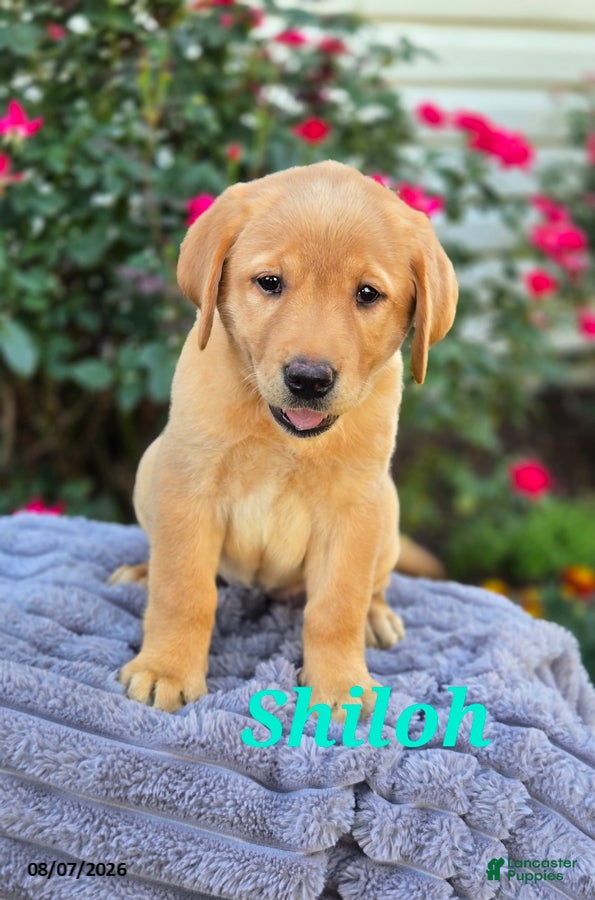 Labrador Retriever dogs Shiloh - Ad 2