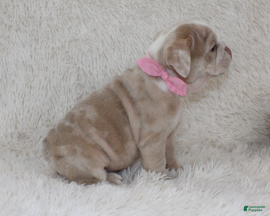 English Bulldog dogs for sale: Callie - Ad 8