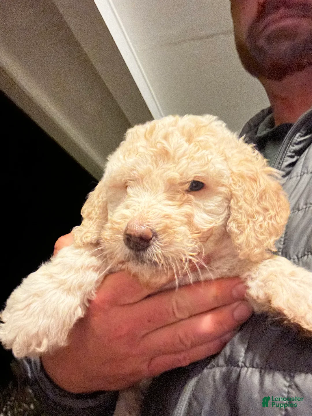 Mixed Breed dogs for sale: Angel  - Ad 1
