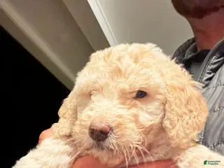 Mixed Breed dogs for sale: Angel - Ad 1