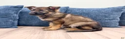 German Shepherd dogs for sale: Juneau - Ad 5