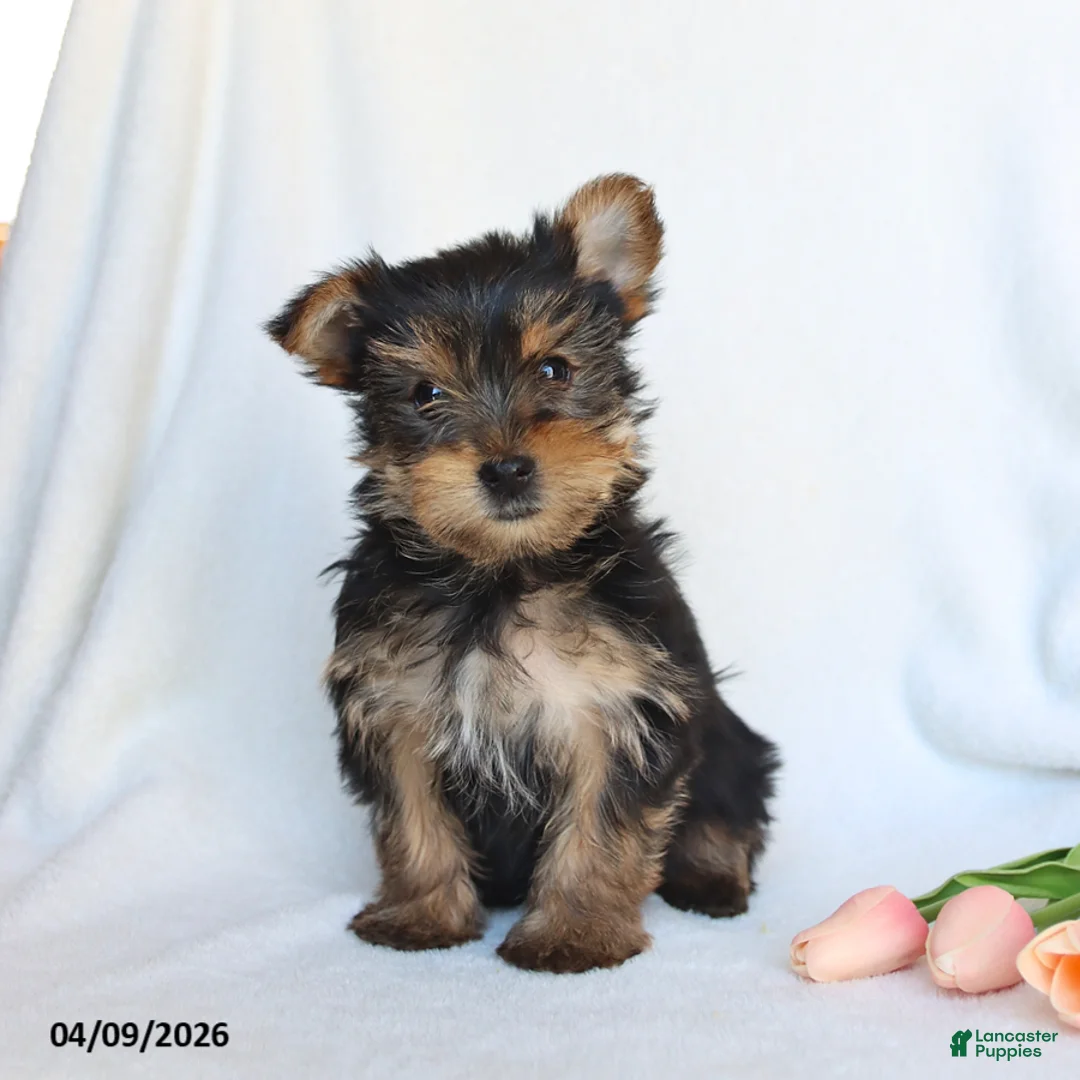 Yorkshire Terrier dogs for sale: Pixie - Ad 1