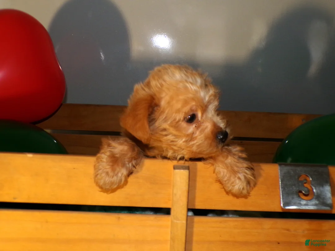 Pomapoo dogs for sale: Pomapoo Dutch - Ad 4