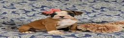 Boxer dogs for sale: Raelynn - Ad 3