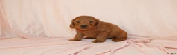 Goldendoodle dogs for sale: Wyatt - Ad 3