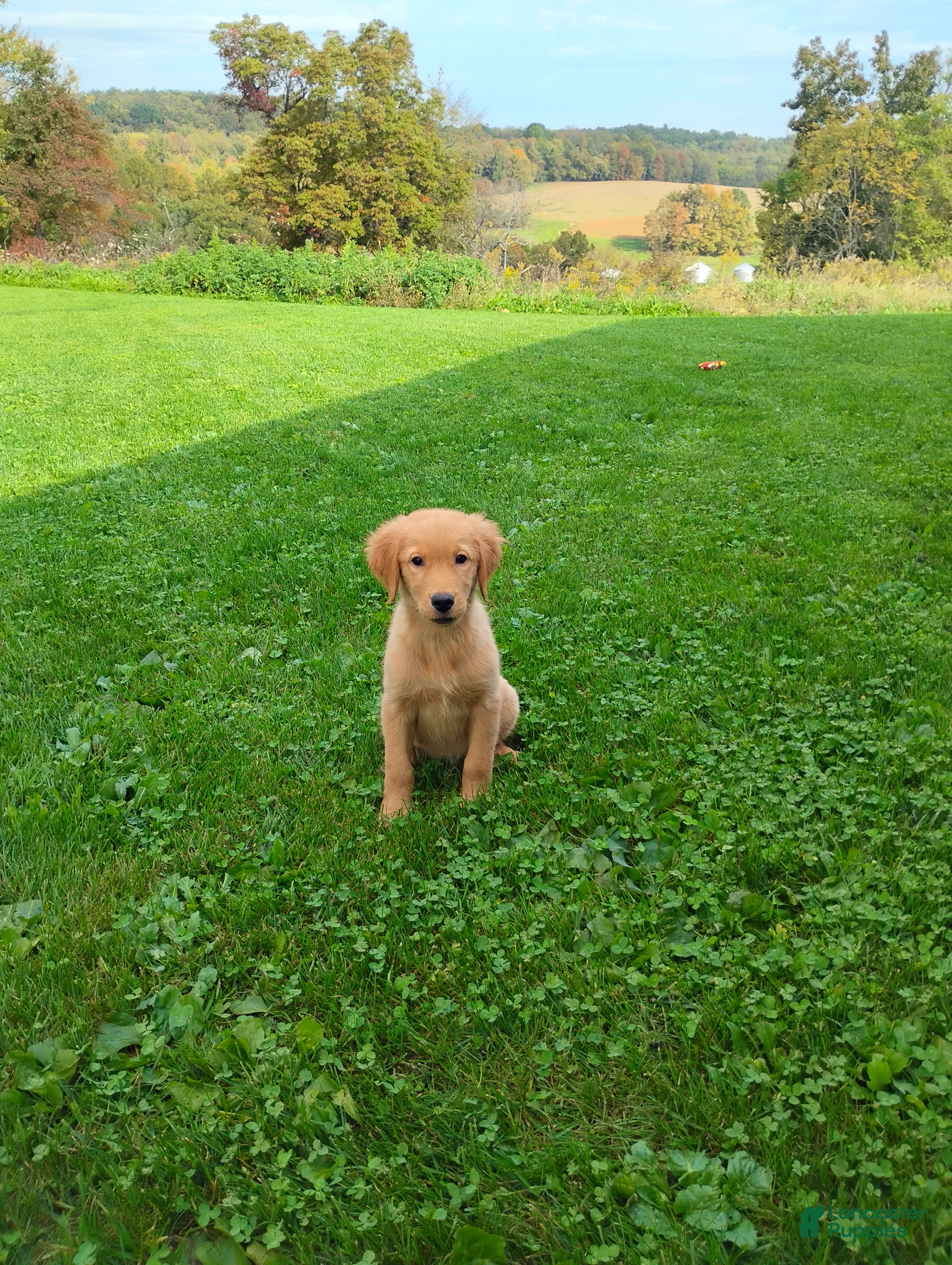 Golden Retriever dogs Goldie - Ad 2