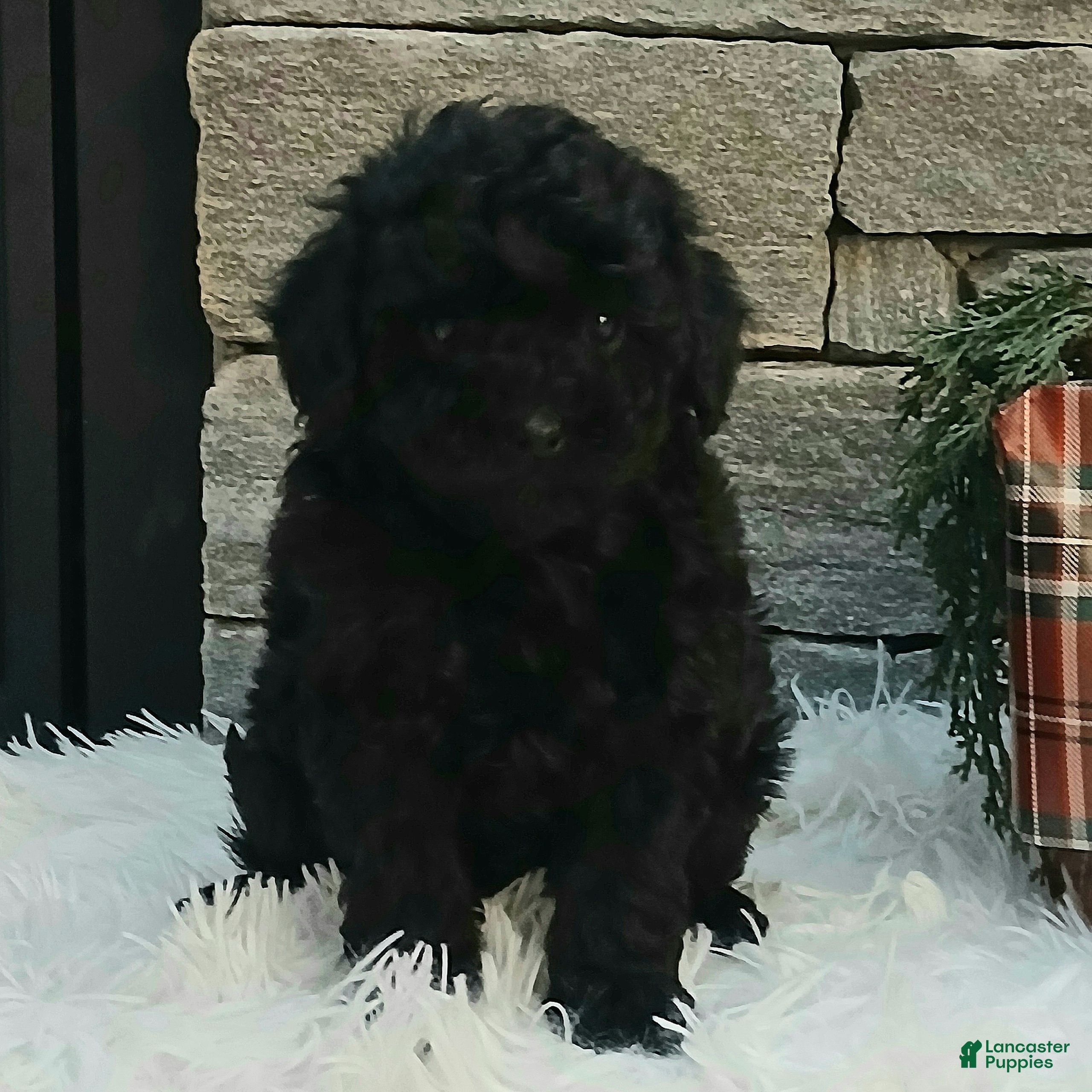 Miniature Poodle dogs Ashley  - Ad 38