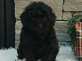 Miniature Poodle dogs Ashley - Ad 37