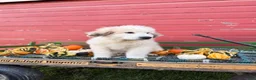 Great Pyrenees dogs for sale: Nicky - Ad 7