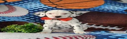 Dalmatian dogs for sale: Kaden - Ad 4
