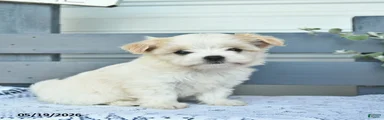 Dolly 