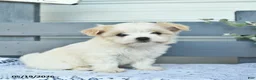 Havanese dogs for sale: Dolly  - Ad 1