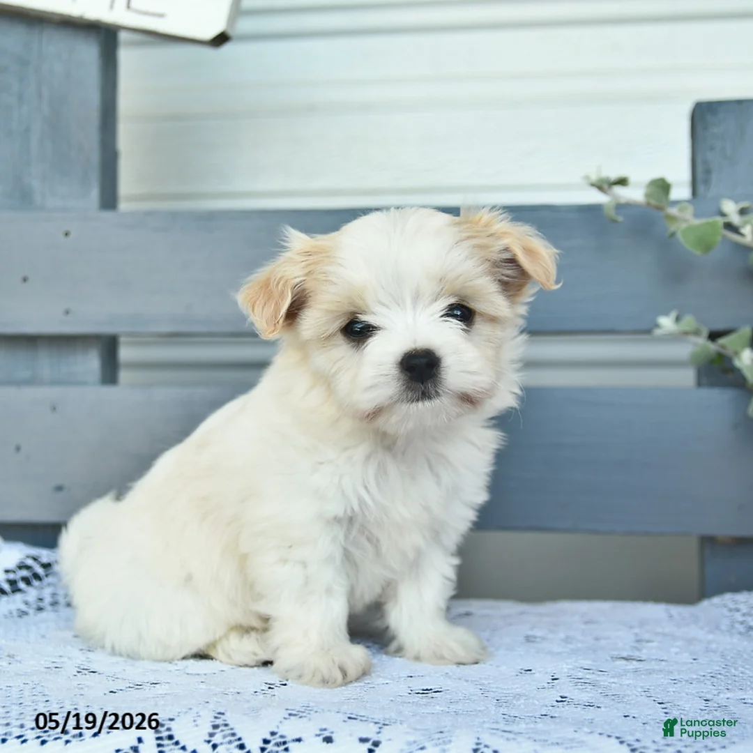 Havanese dogs for sale: Dolly  - Ad 1