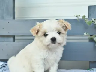 Havanese dogs for sale: Dolly - Ad 4